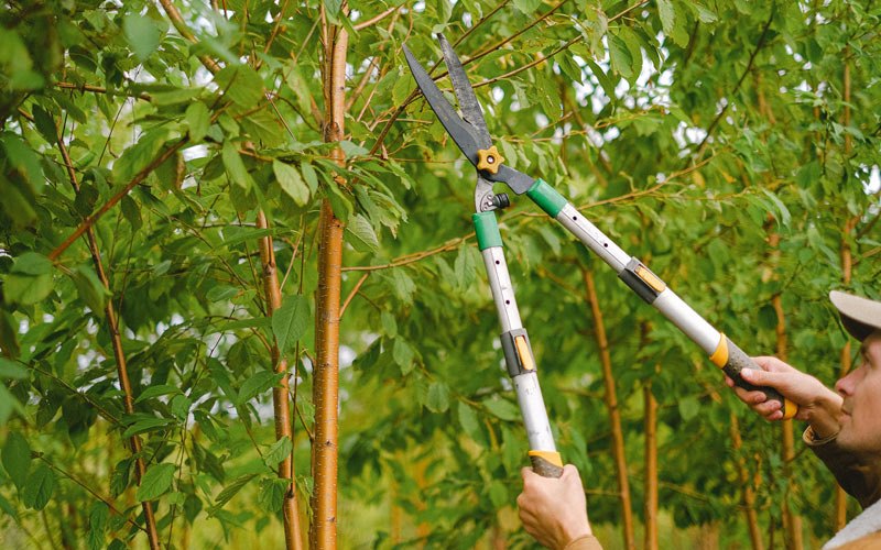 Tree trimming in Luzerne, IA