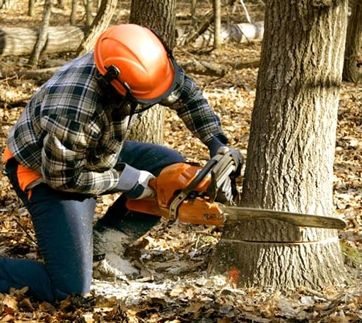 Tree Removal in Luzerne, IA